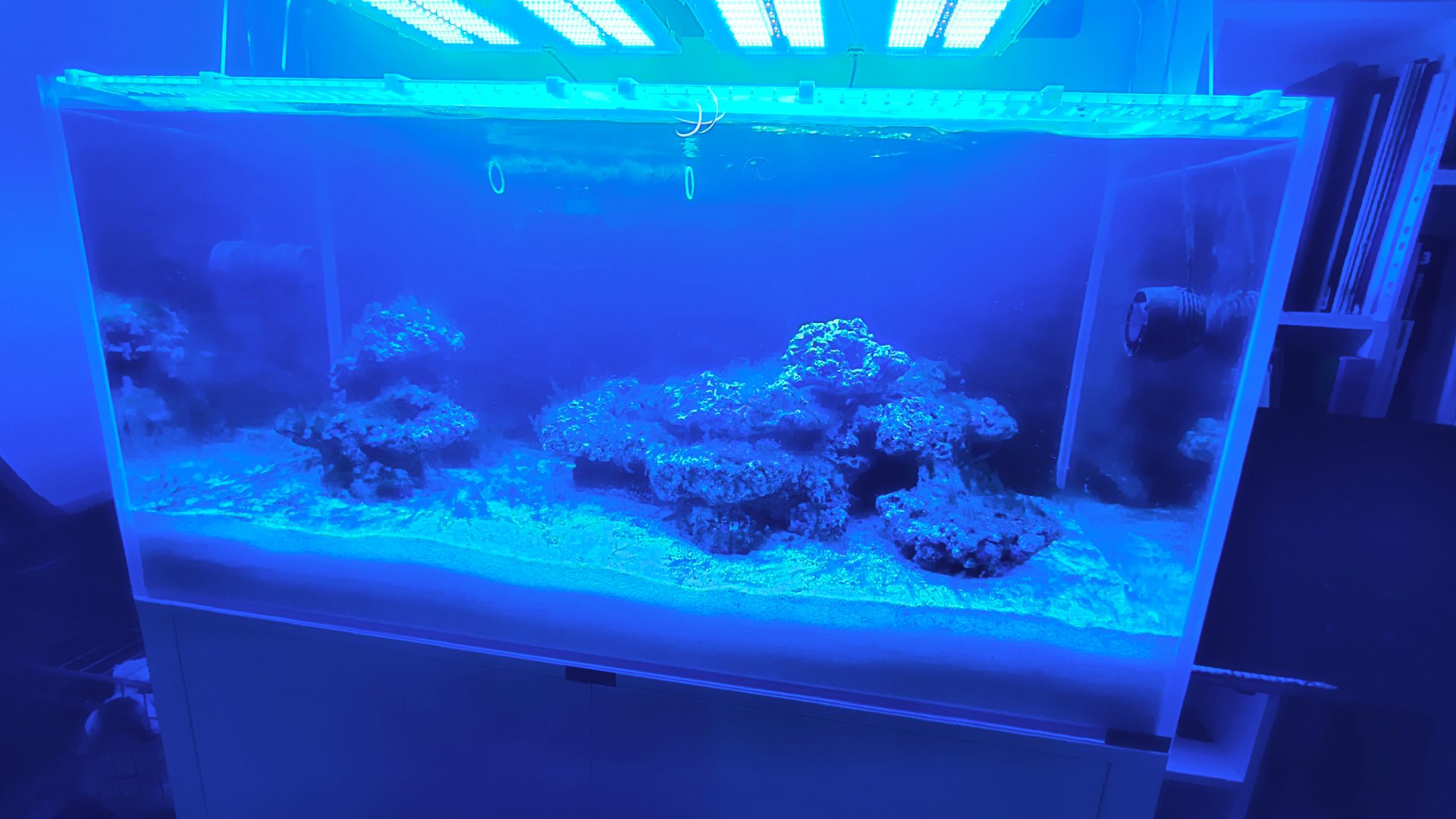 New Reef