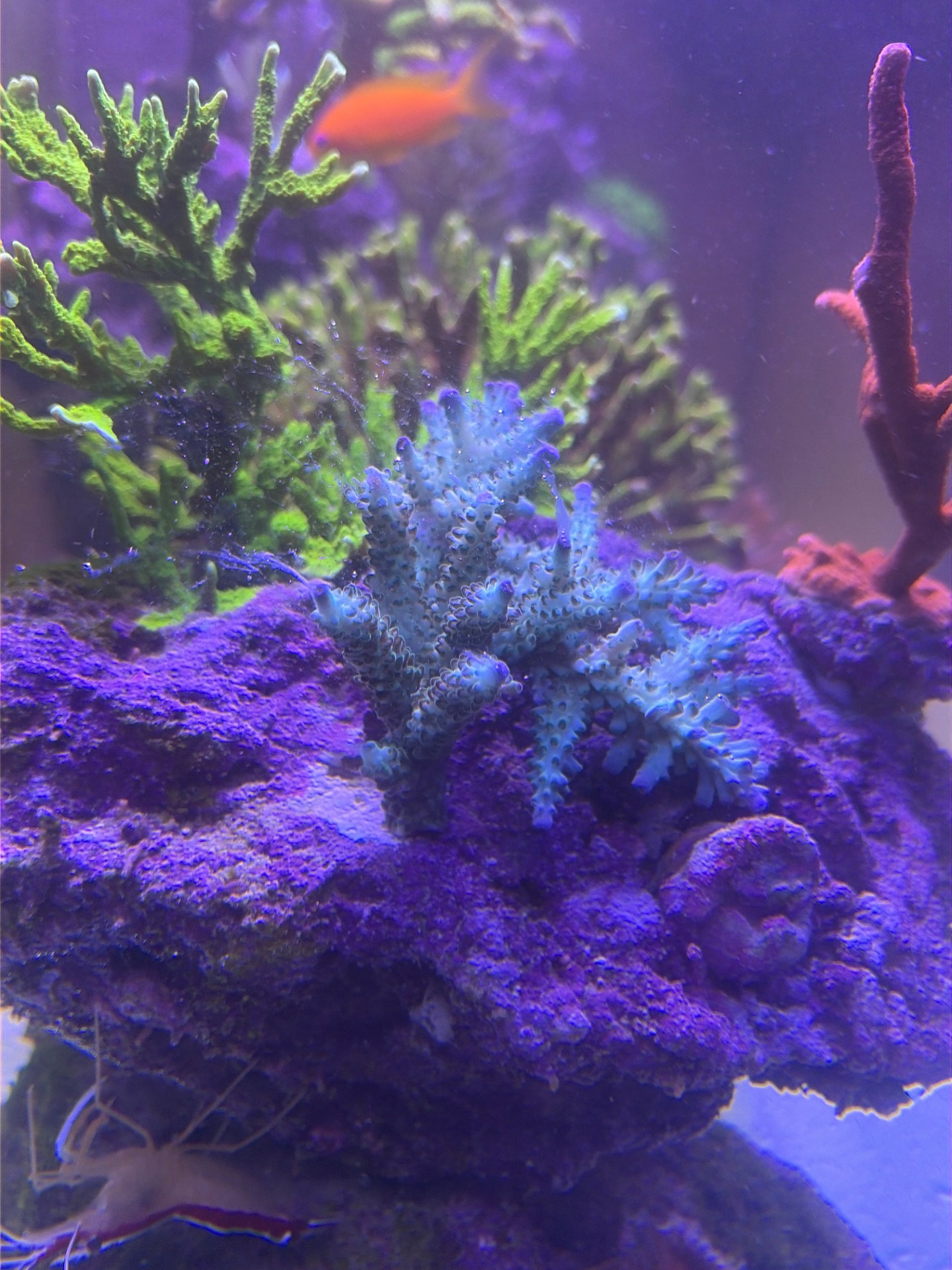 DxReef