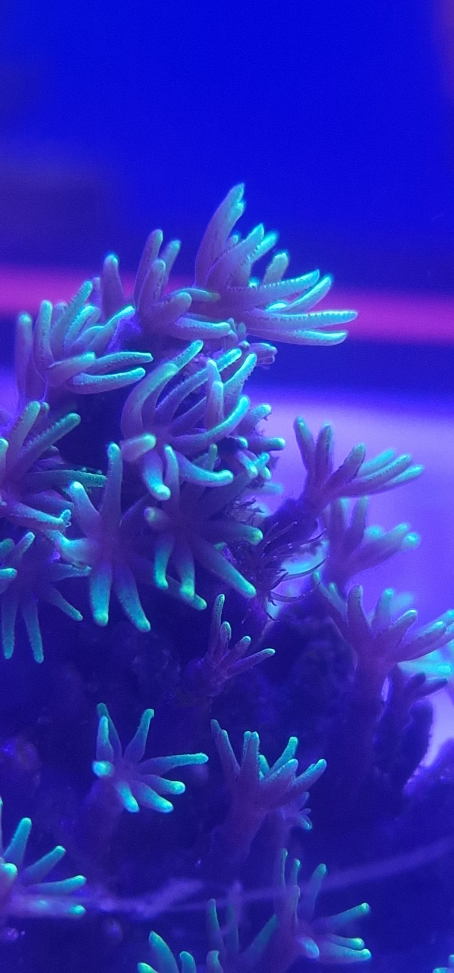 Reef