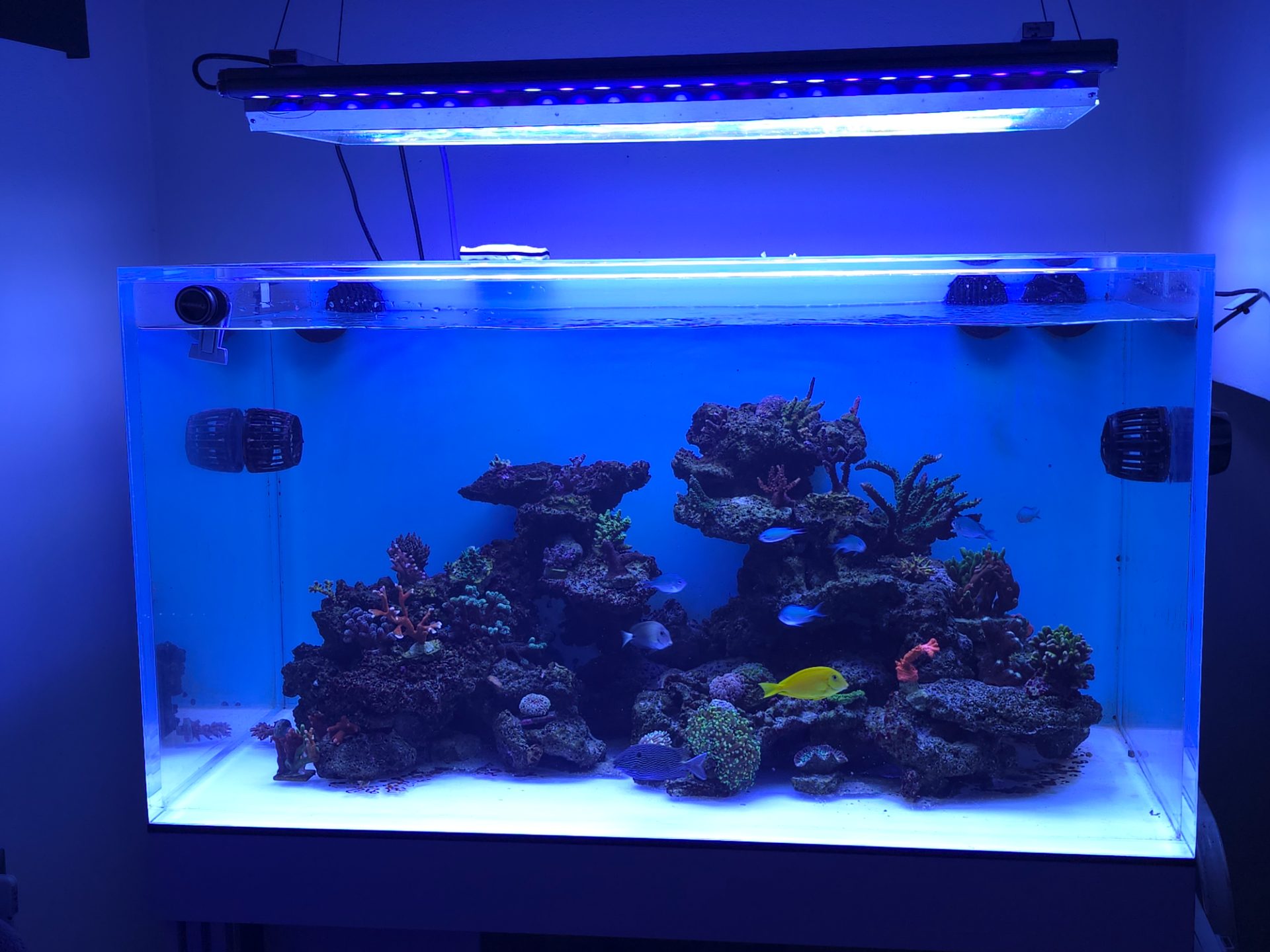 REEF 110